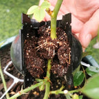 Plant Rooting Ball Air Layering Pods High Pressure Propagation Root Grow Box Graft Breeding Growing Case Planting Nursery Pot