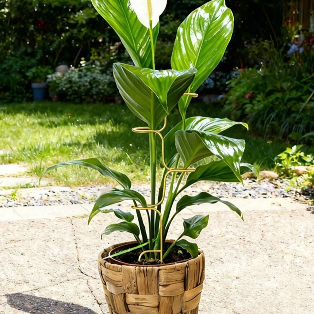 Metal Monstera Plant Support Stake, 32 cm (12.6 in)