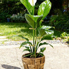 Metal Monstera Plant Support Stake, 32 cm (12.6 in)