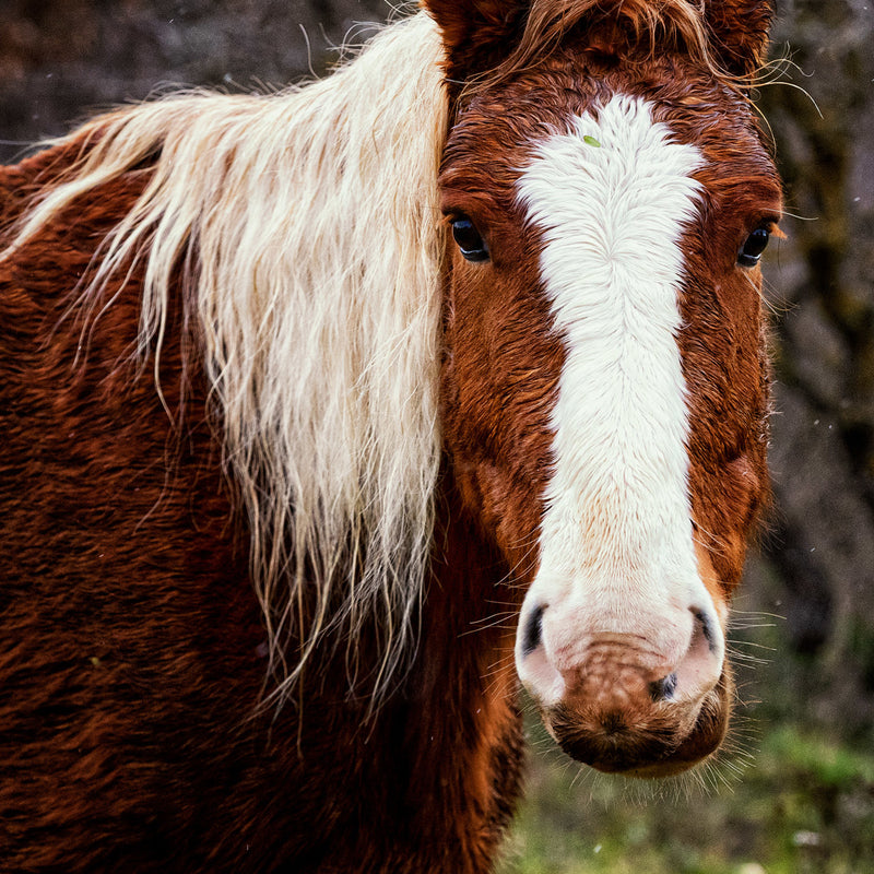 Horse Riding